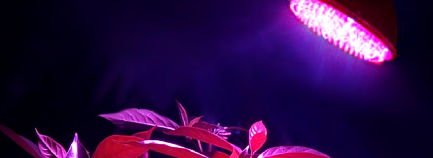 LED-es lámpa növény