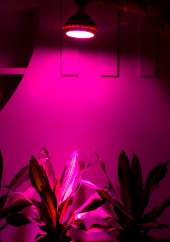 LED növekvő fény