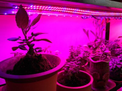 LED növényi fénysáv